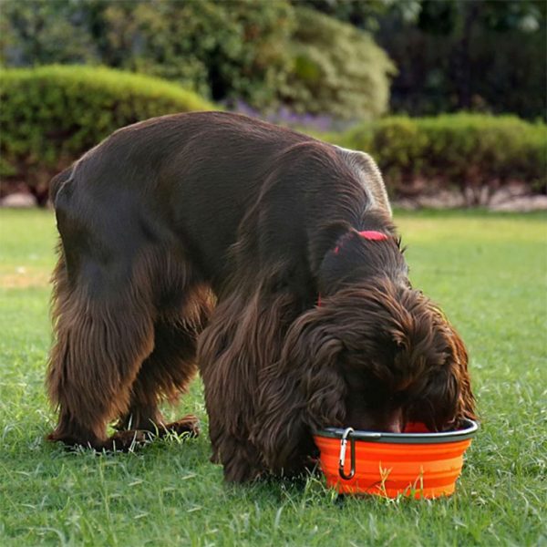 Collapsible Dog Bowl - Image 4