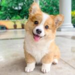 How to Care For Your Corgi During the Summer Months